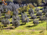 terroir méditerranéen, vigne, vin, terroir, olive, fromage, méditerranée