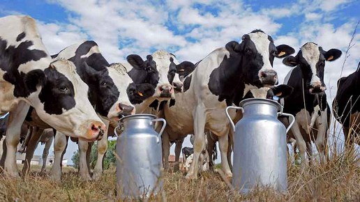 Production de lait à Constantine : Une filière en quête de stratégie